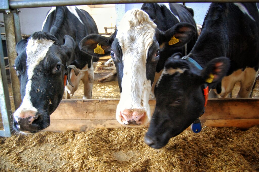 Obora przy biogazowni - krowy